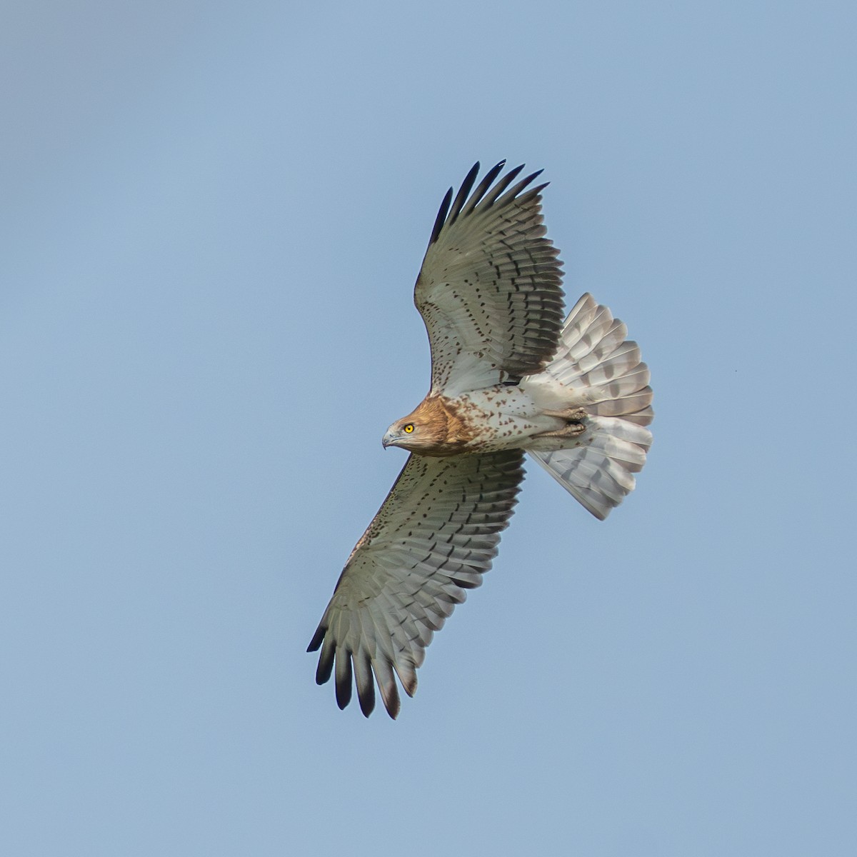 Short-toed Snake-Eagle - ML637138249