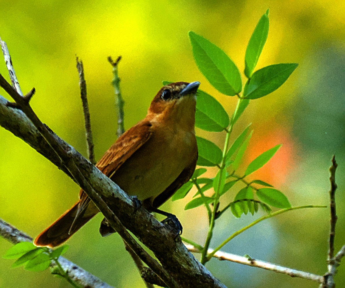 Cinnamon Becard - ML637138250