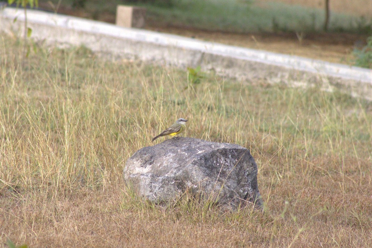 Tropical Kingbird - ML637138252
