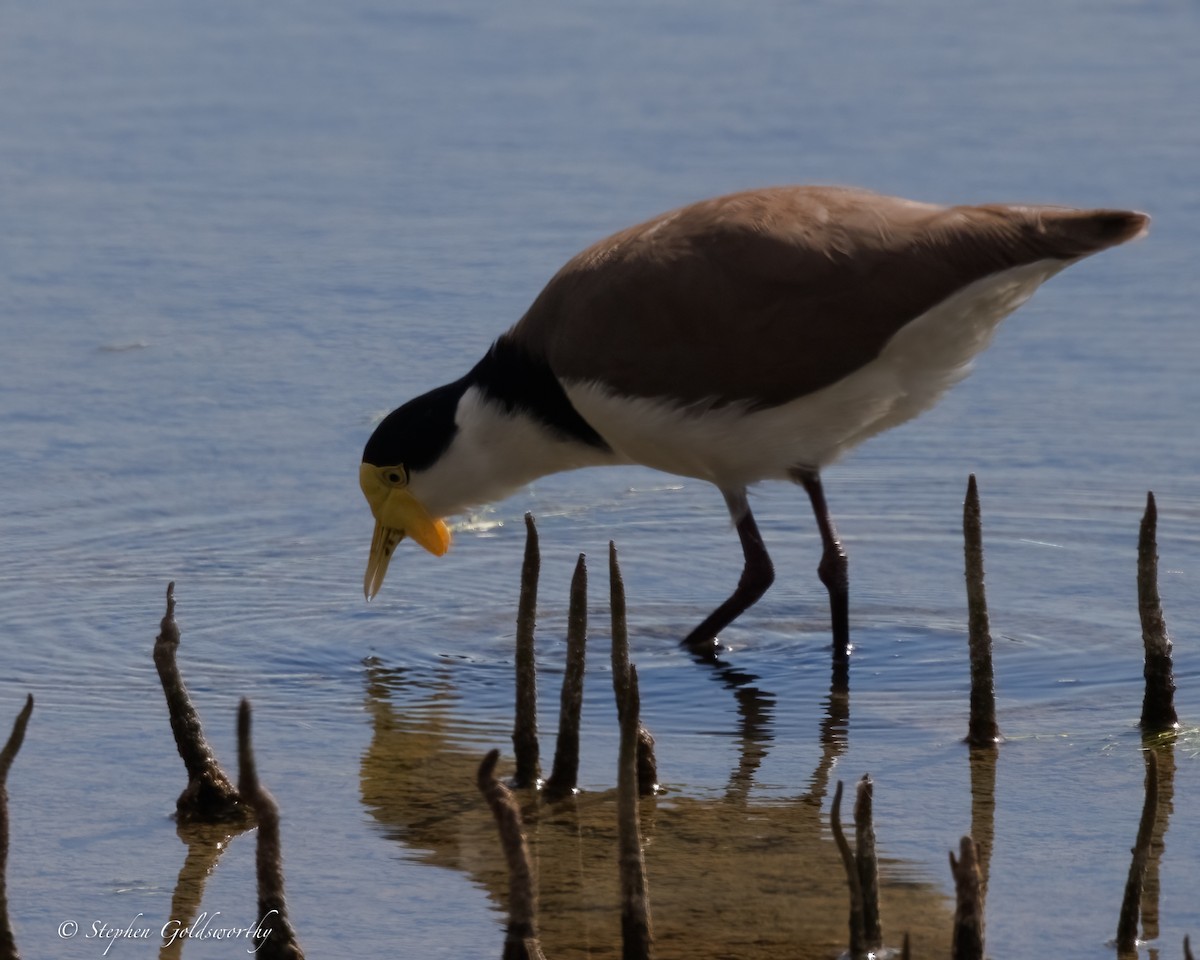 Masked Lapwing (Black-shouldered) - ML637138253