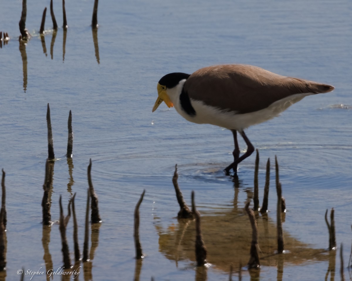 Masked Lapwing (Black-shouldered) - ML637138254