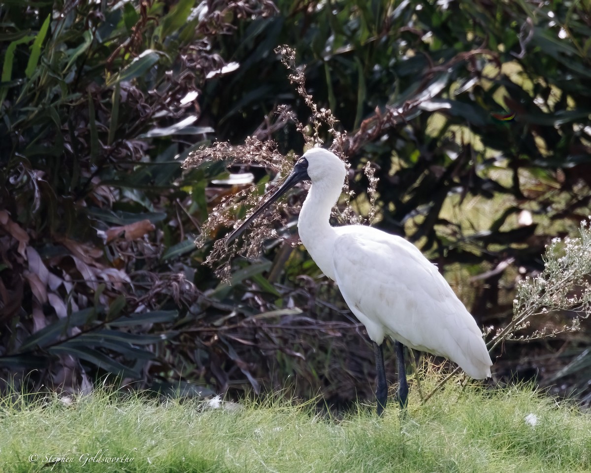 Royal Spoonbill - ML637138255