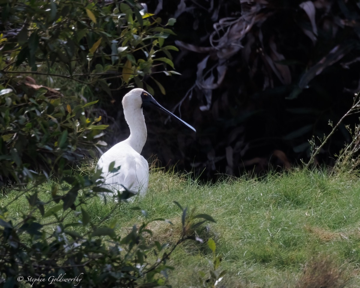 Royal Spoonbill - ML637138256