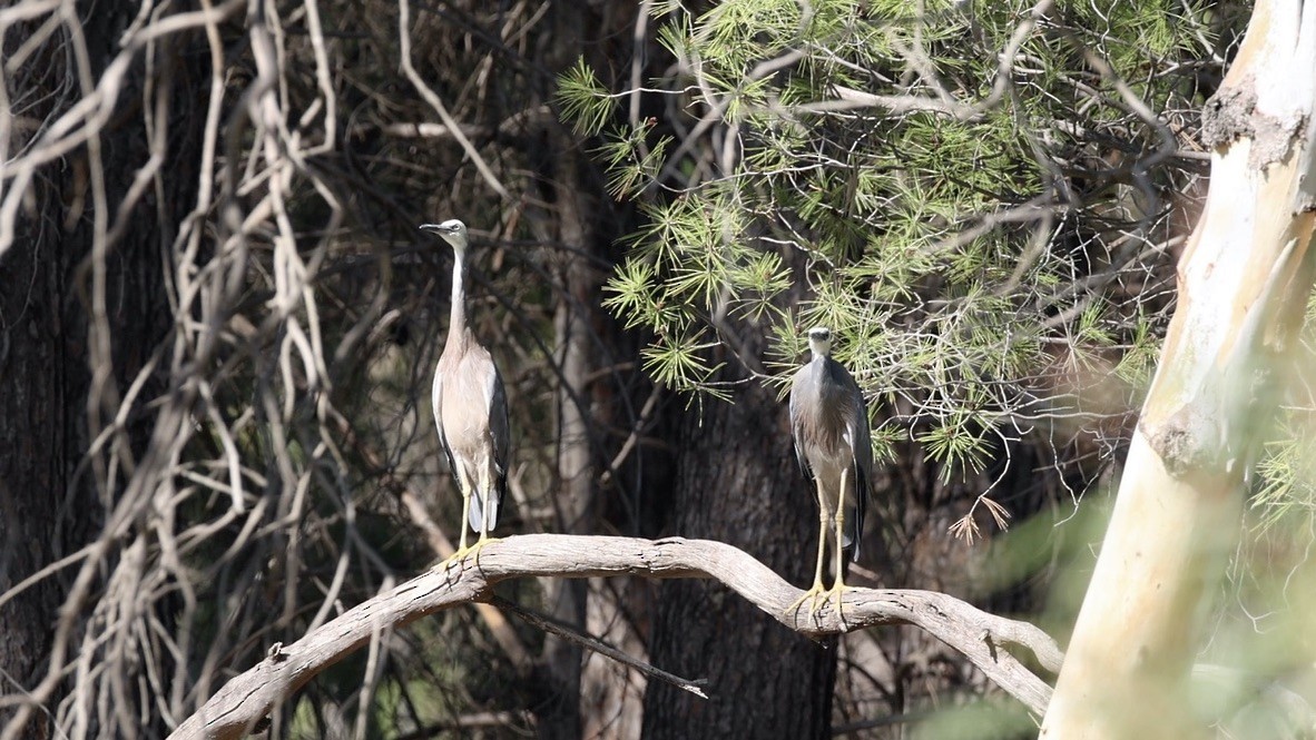 White-faced Heron - ML637138257