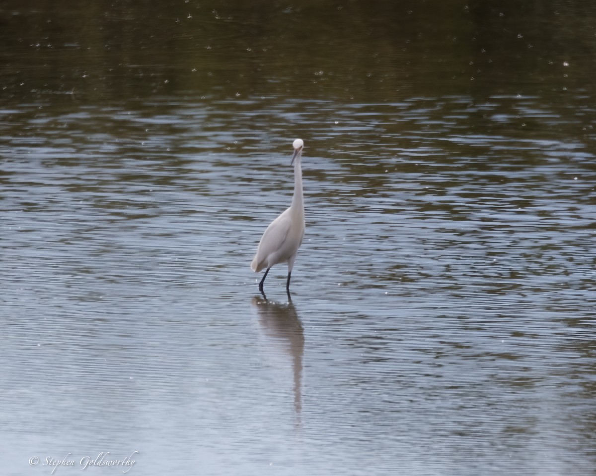 Little Egret (Australasian) - ML637138258