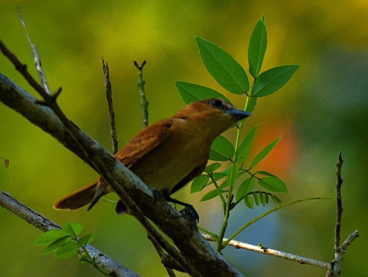Cinnamon Becard - ML637138260