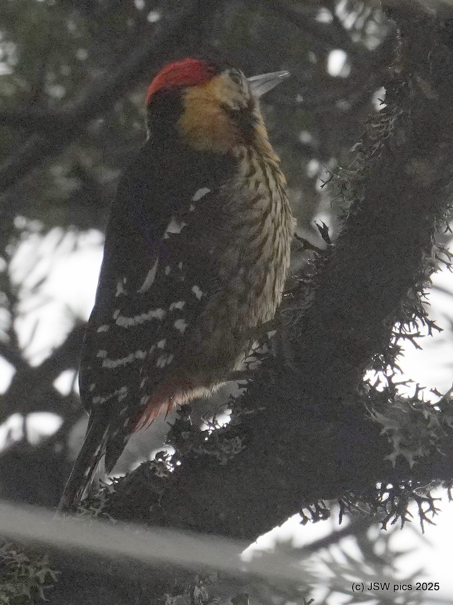 Darjeeling Woodpecker - ML637138274