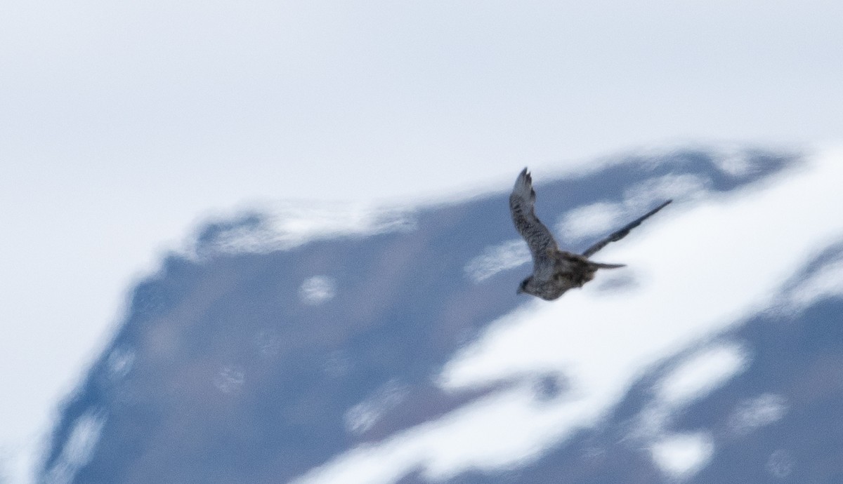 Gyrfalcon - ML637138365