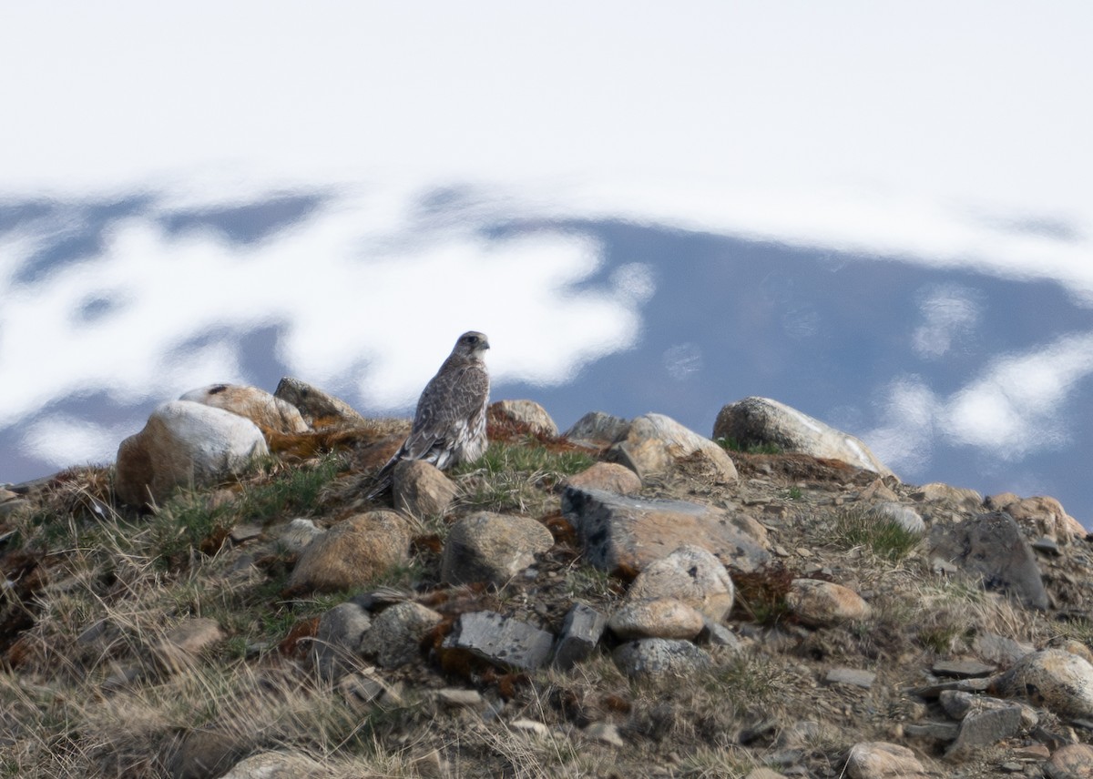 Gyrfalcon - ML637138366