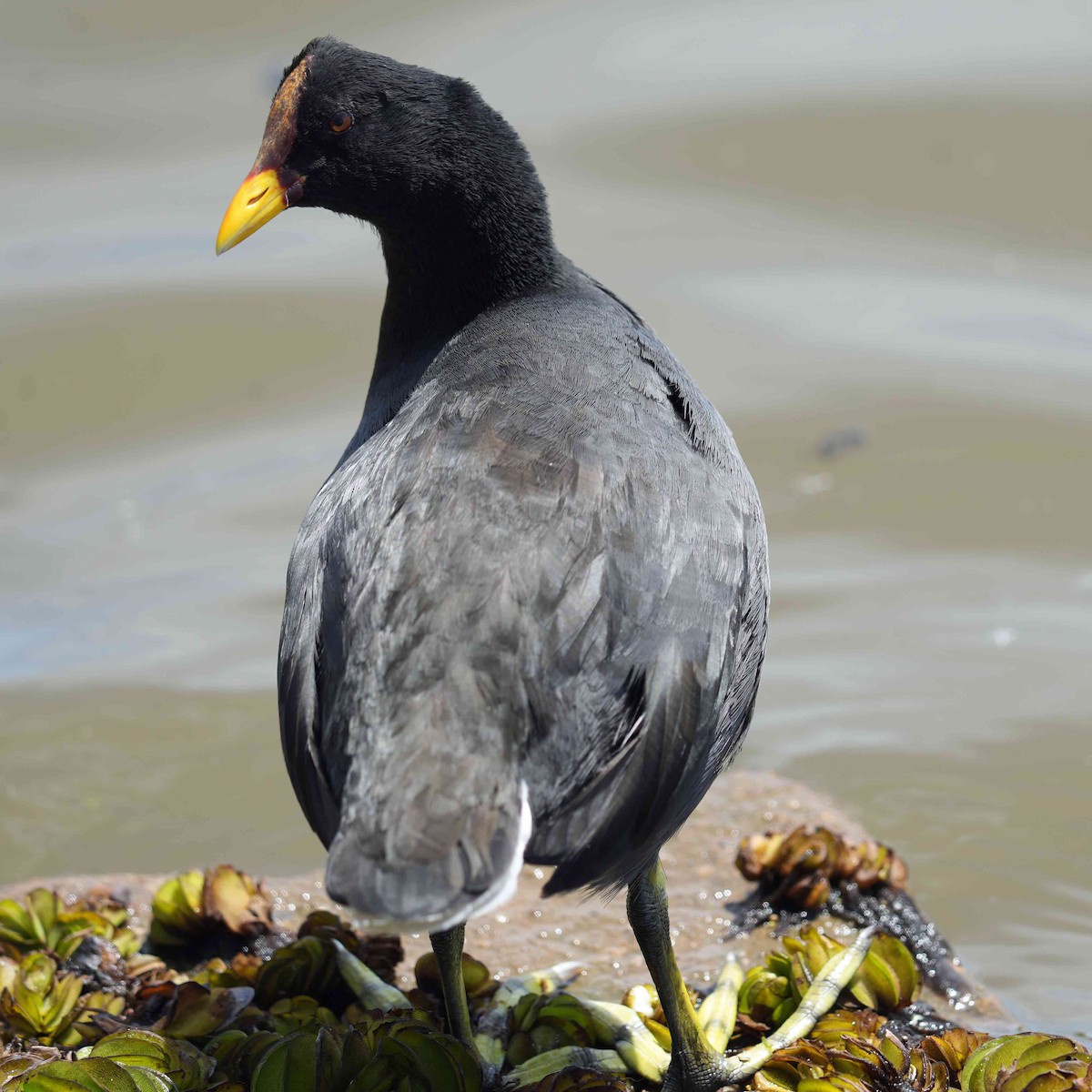 Red-fronted Coot - ML637138381