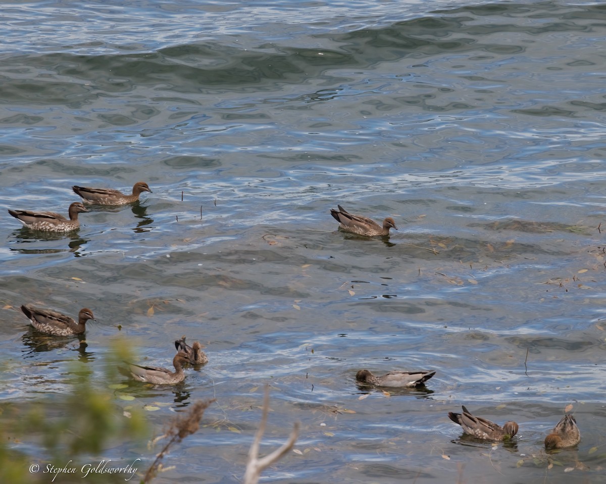 Maned Duck - ML637138396