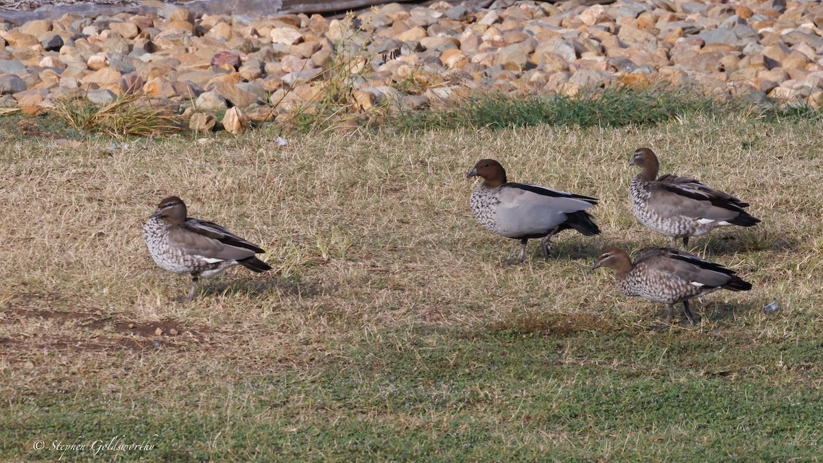 Maned Duck - ML637138397