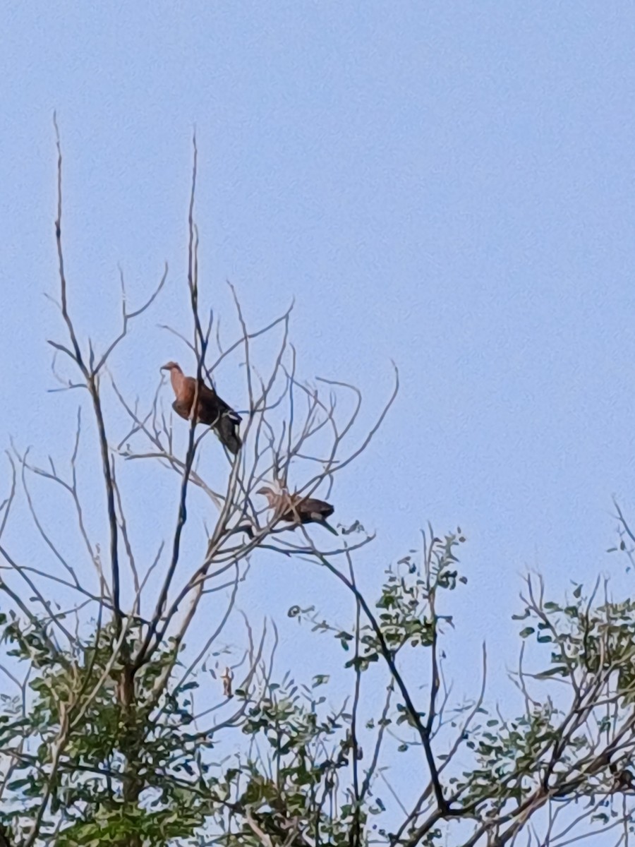 Pale-capped Pigeon - ML637138435