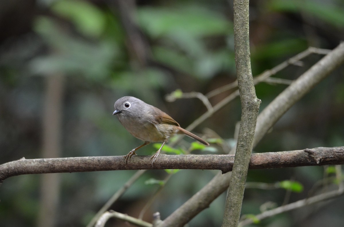 Huet's Fulvetta - ML637138458