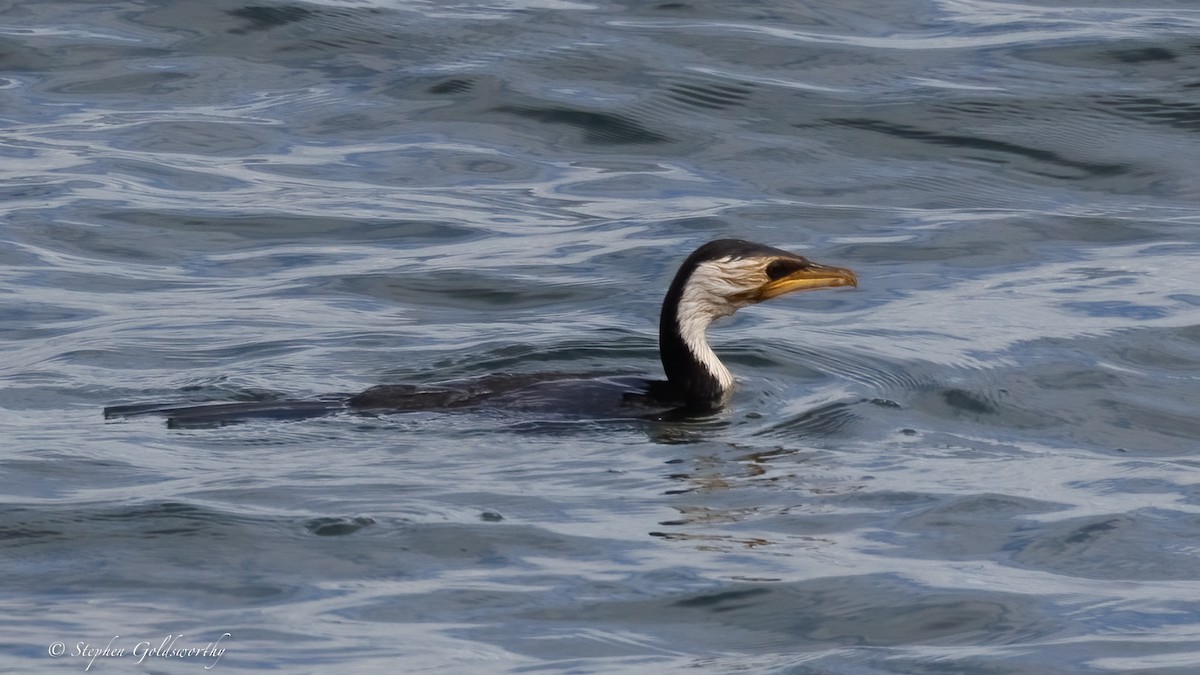 Cormorán Piquicorto - ML637138504