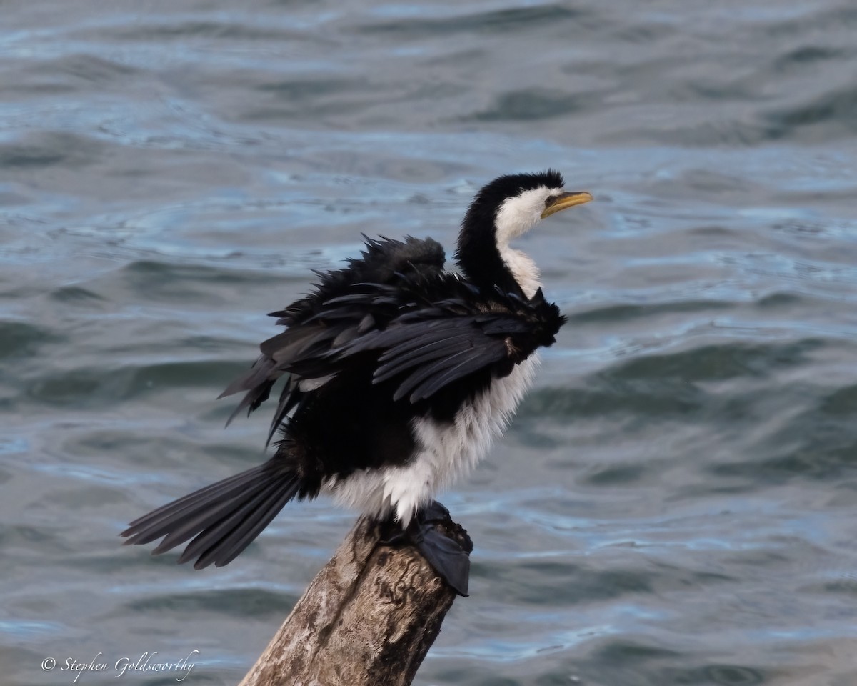 Cormorán Piquicorto - ML637138505
