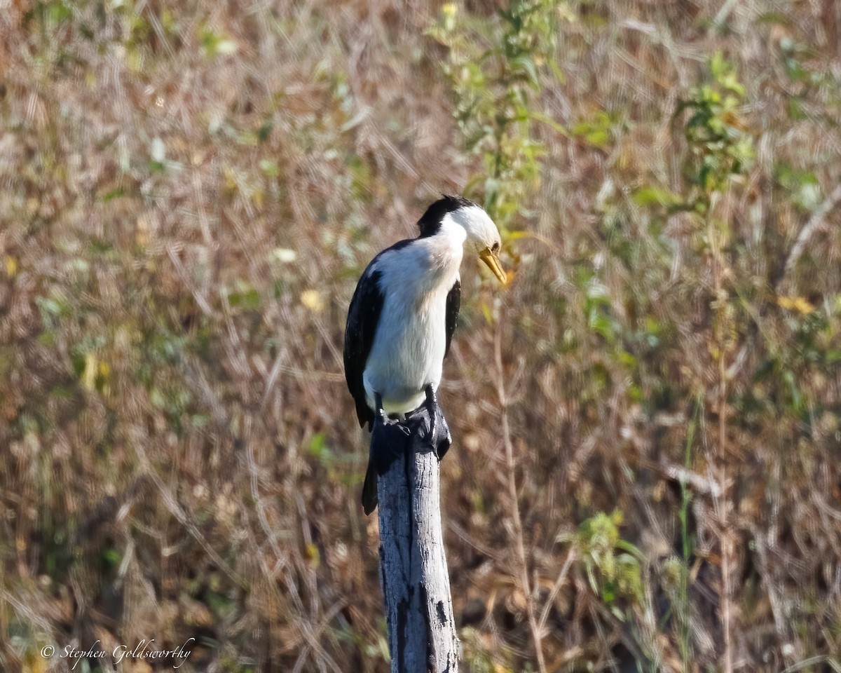 Cormorán Piquicorto - ML637138506