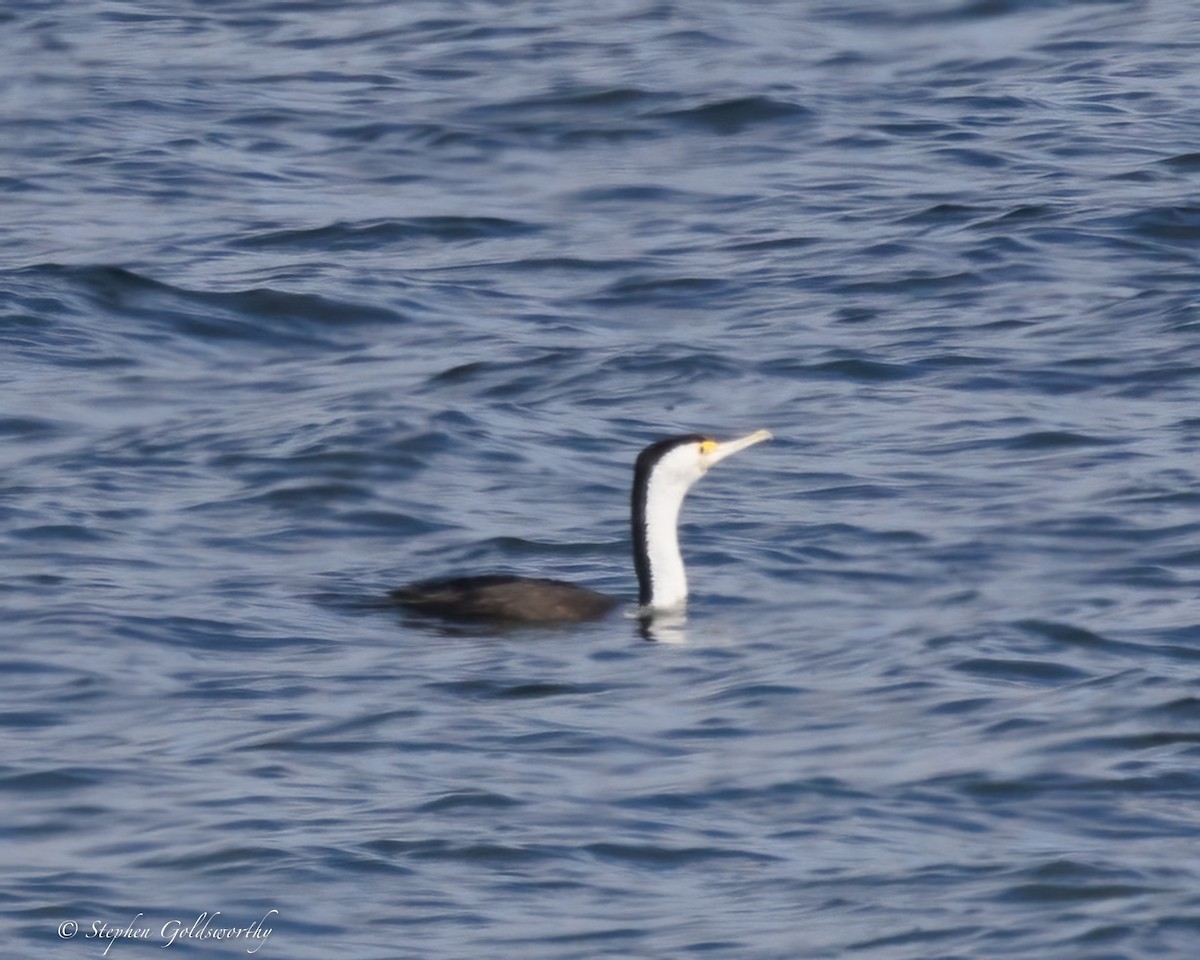 Cormorán Pío - ML637138510