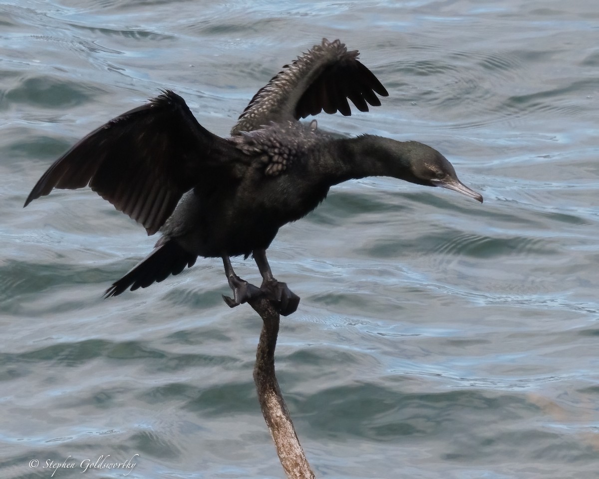 Cormorán Totinegro - ML637138511
