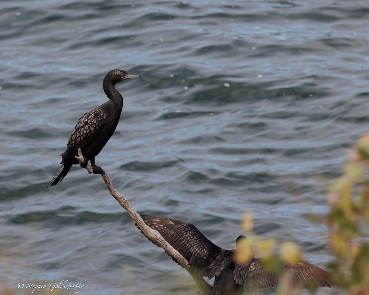 Cormorán Totinegro - ML637138512
