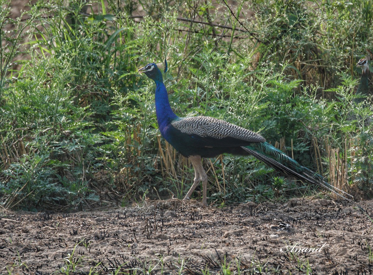 Pavo Real Común - ML637138524