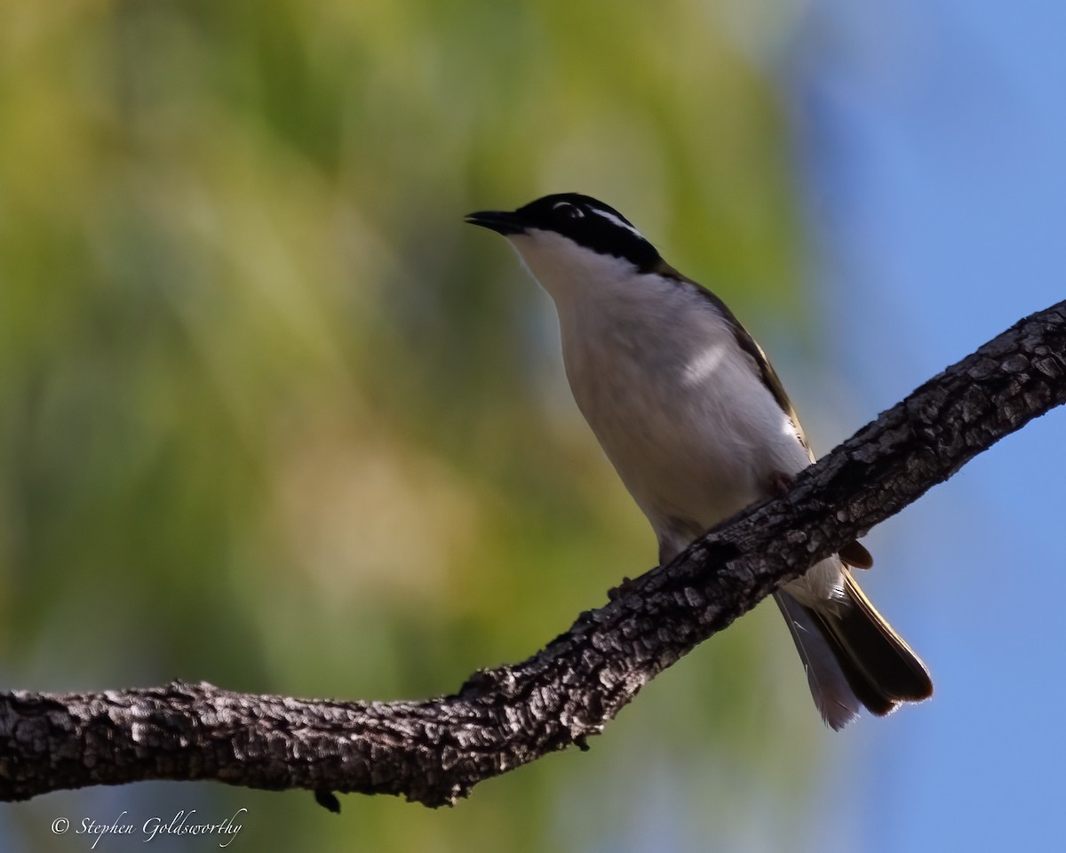 Mielero Goliblanco - ML637138527