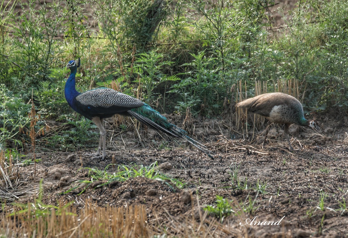 Pavo Real Común - ML637138528