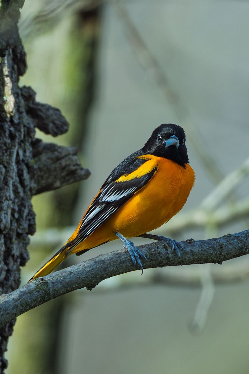 Turpial de Baltimore - ML637138530