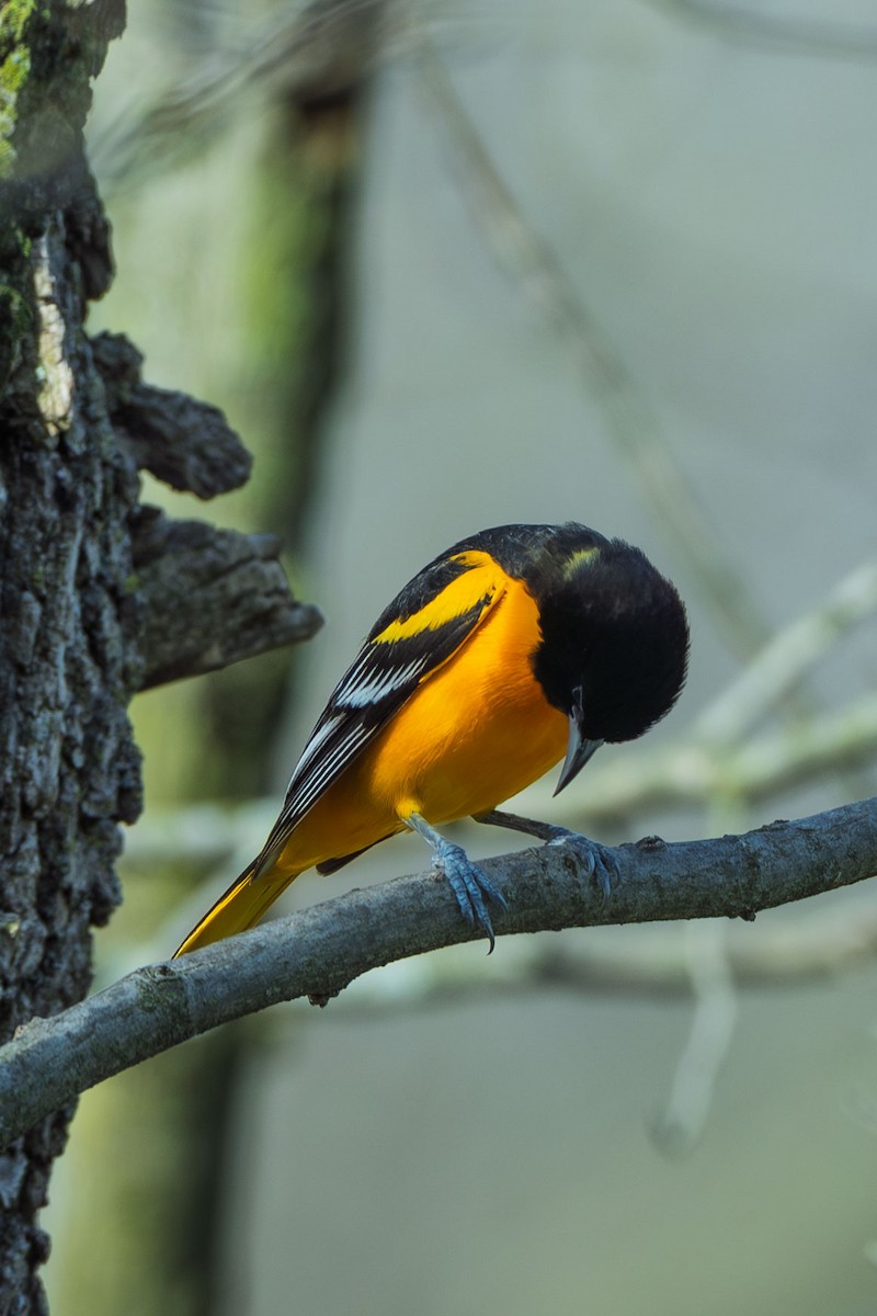 Turpial de Baltimore - ML637138531