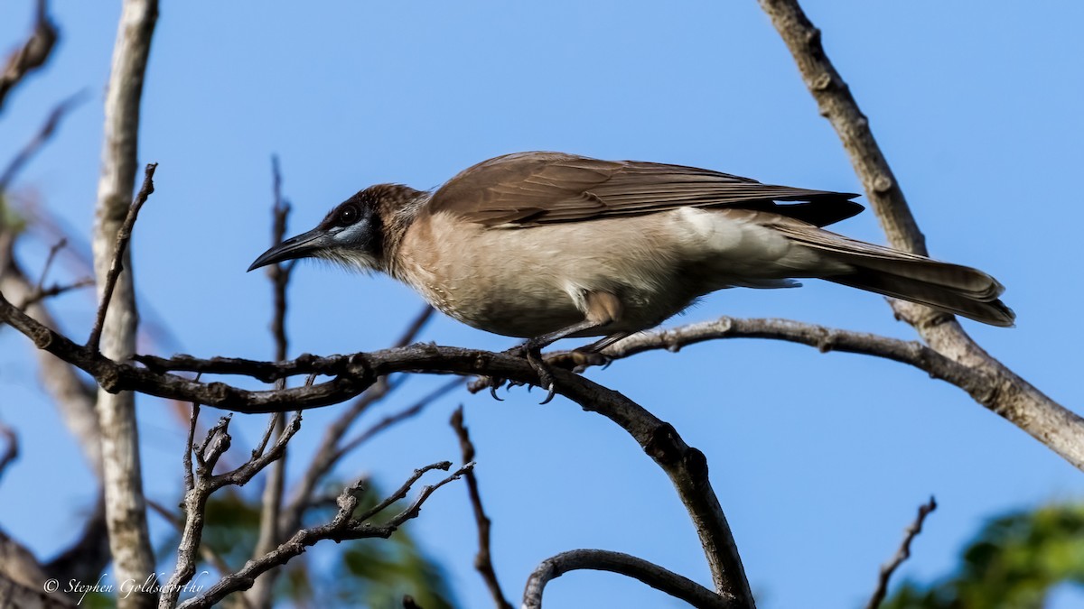 Filemón Goligualdo - ML637138534