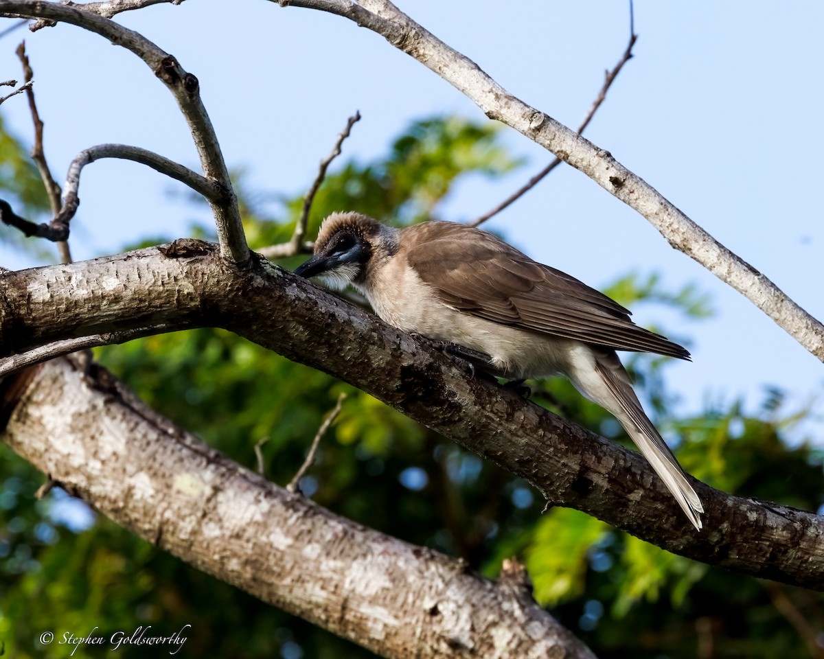 Filemón Goligualdo - ML637138535