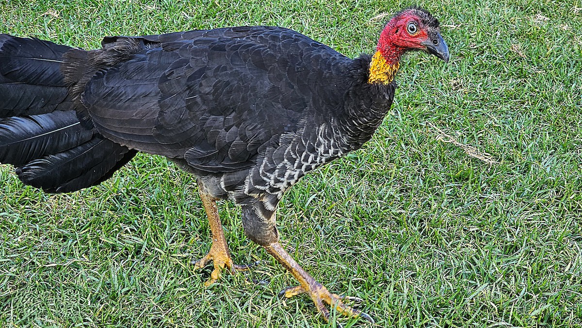 Talégalo Cabecirrojo - ML637138543