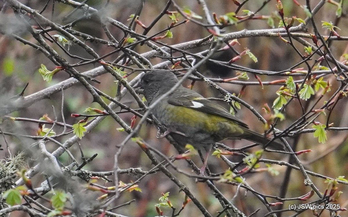 White-winged Grosbeak - ML637138567