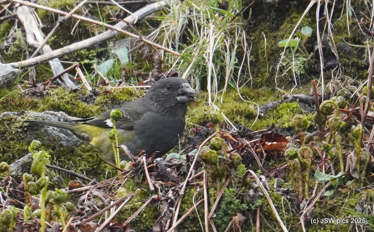 White-winged Grosbeak - ML637138568