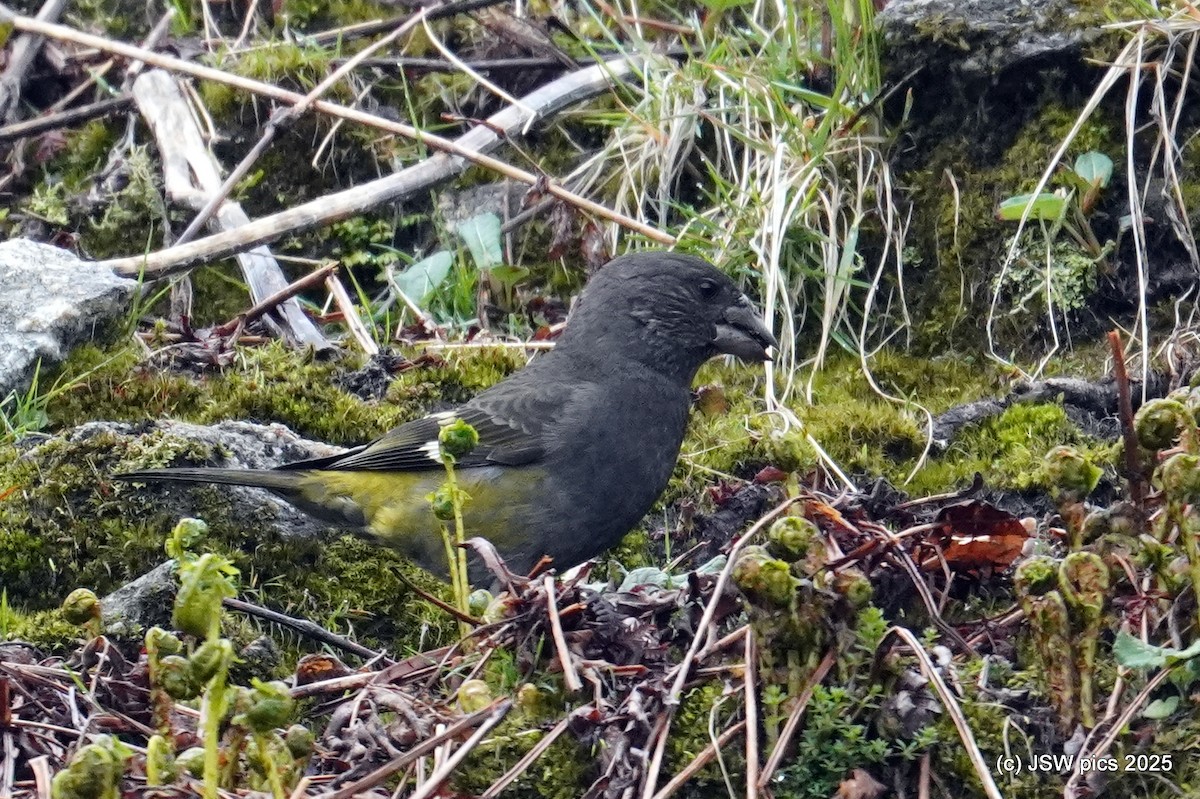 White-winged Grosbeak - ML637138569