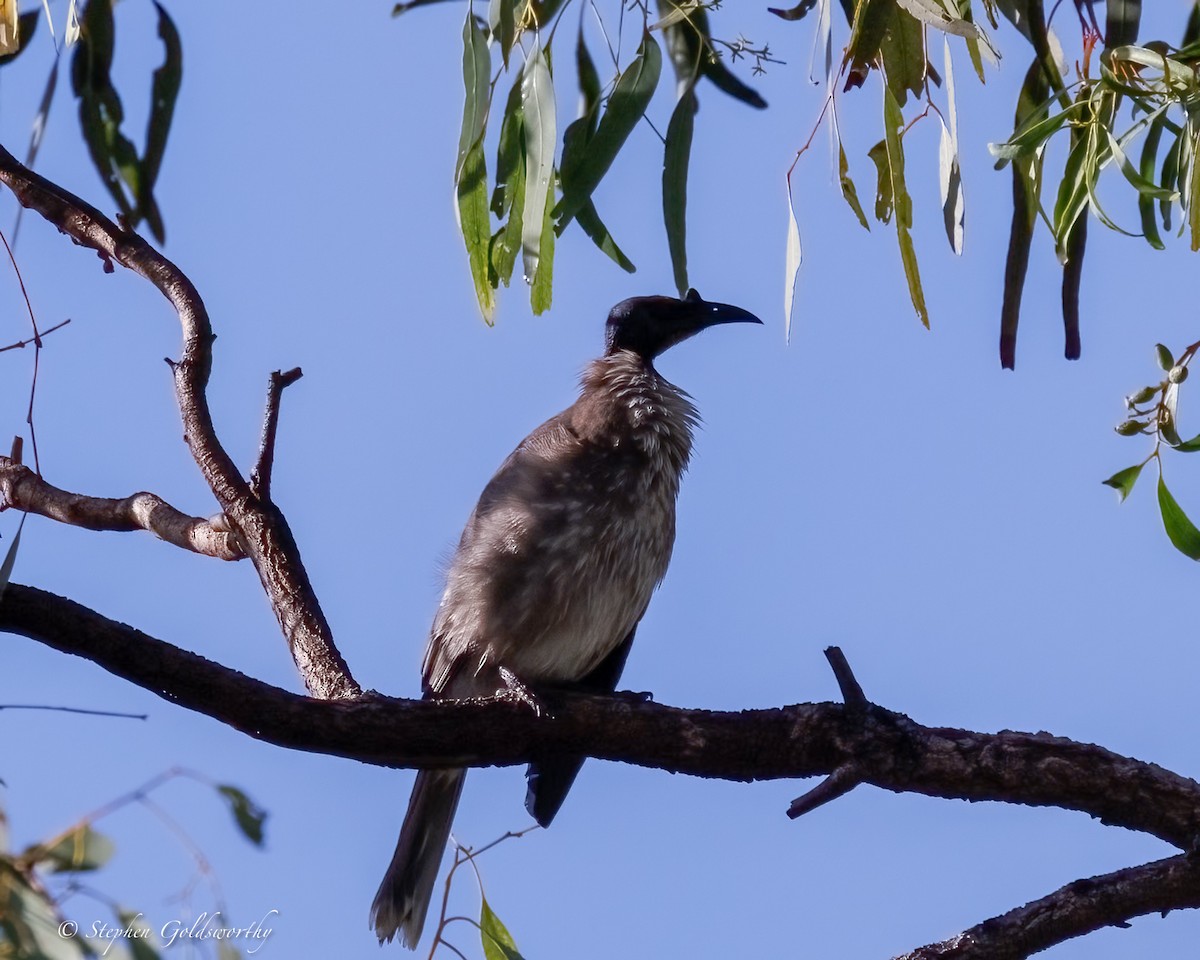 Noisy Friarbird - ML637138570