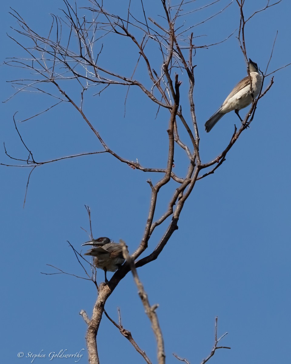 Noisy Friarbird - ML637138571