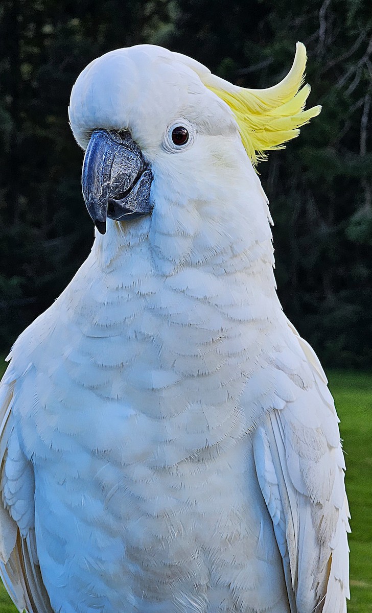 Sulphur-crested Cockatoo - ML637138573