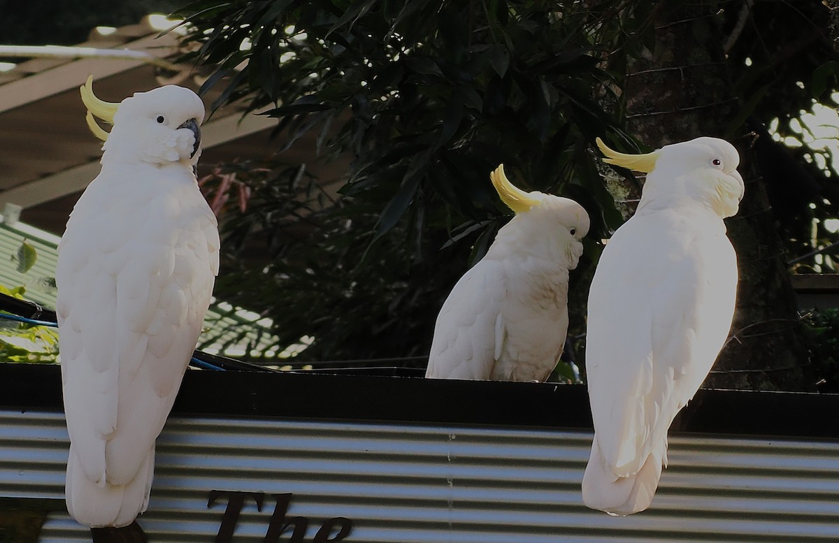 Sulphur-crested Cockatoo - ML637138574