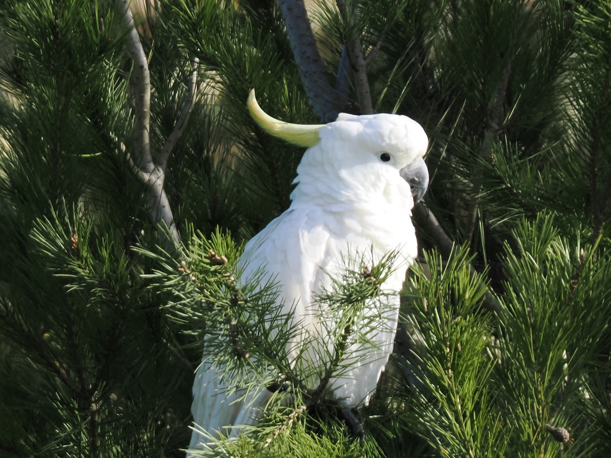 Sulphur-crested Cockatoo - ML637138576
