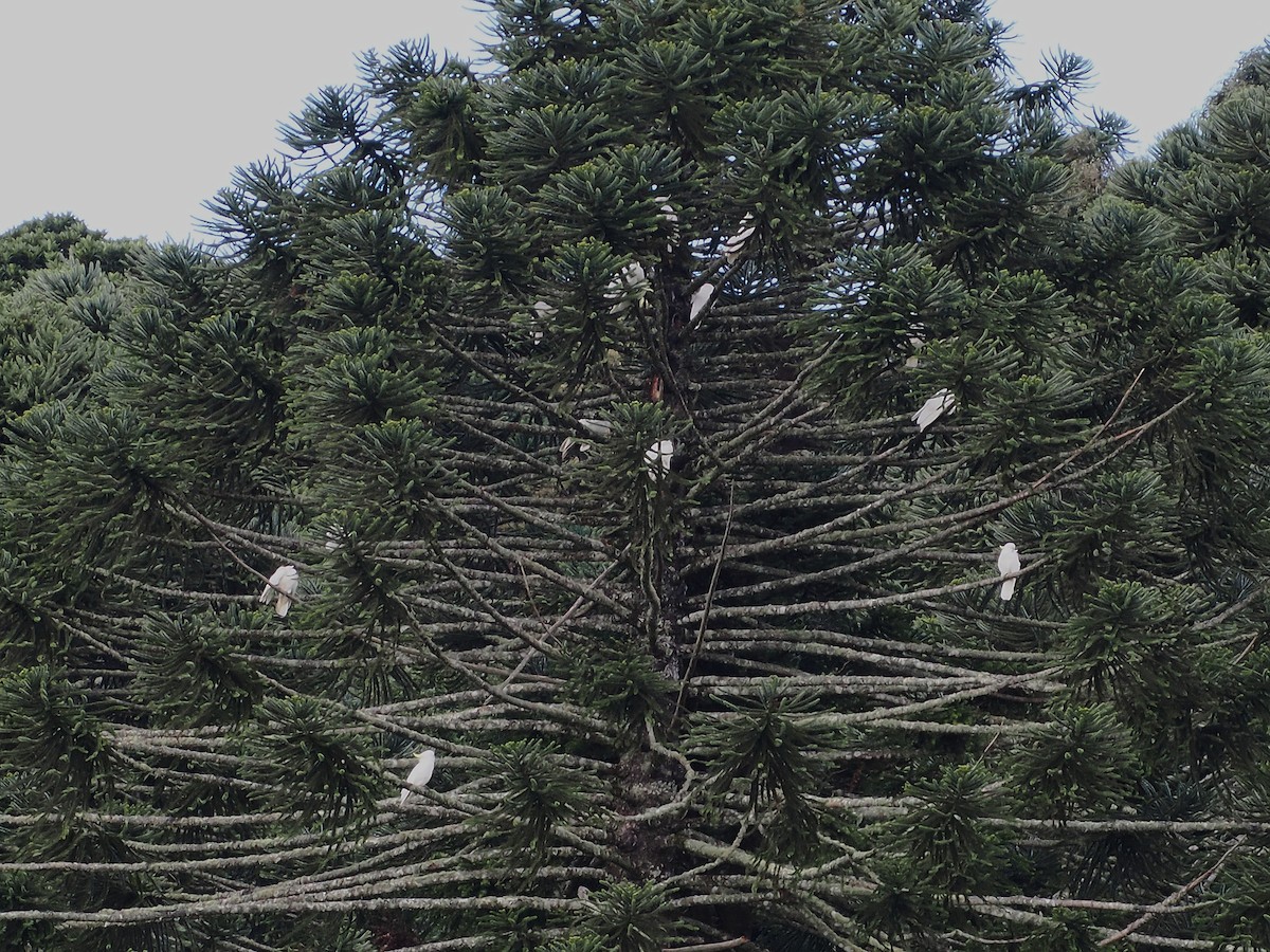 Sulphur-crested Cockatoo - ML637138577