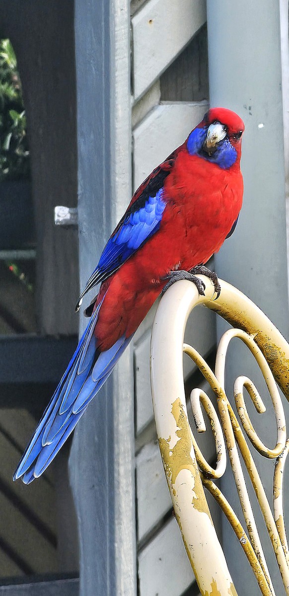 Crimson Rosella (Crimson) - ML637138583