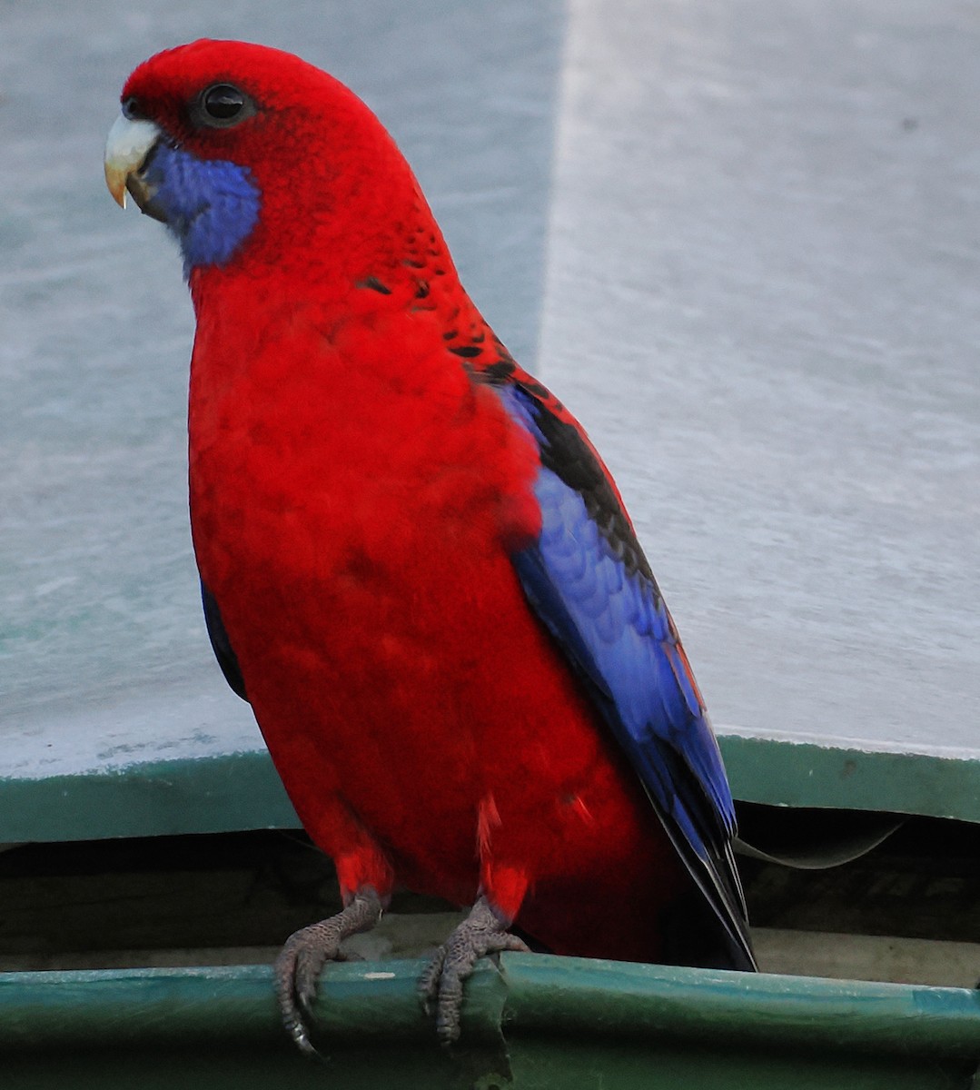 Crimson Rosella (Crimson) - ML637138584