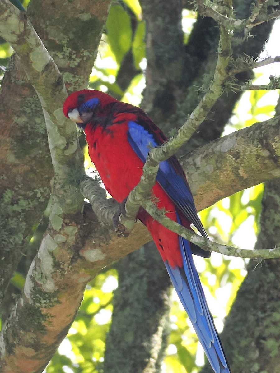 Crimson Rosella (Crimson) - ML637138585