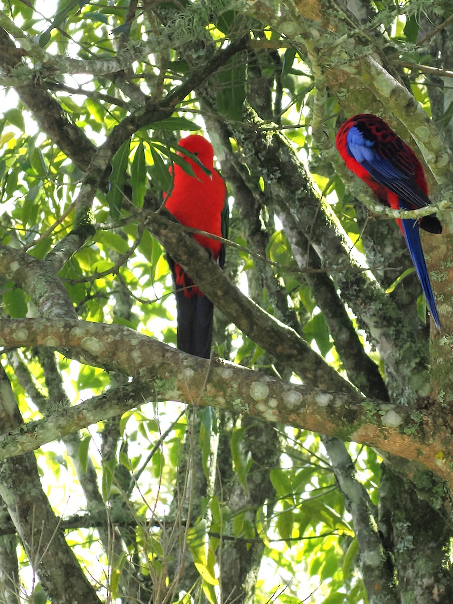 Crimson Rosella (Crimson) - ML637138586