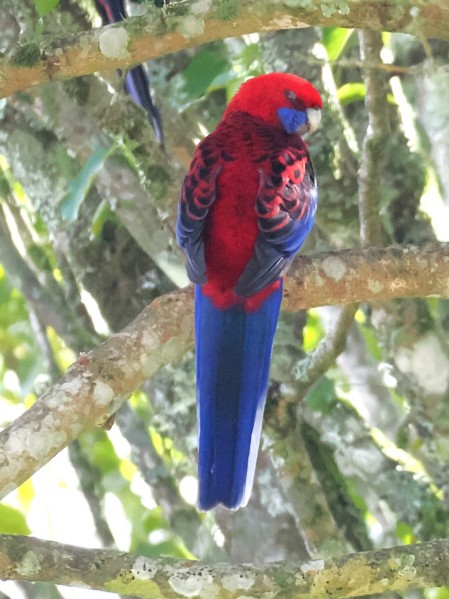 Crimson Rosella (Crimson) - ML637138587