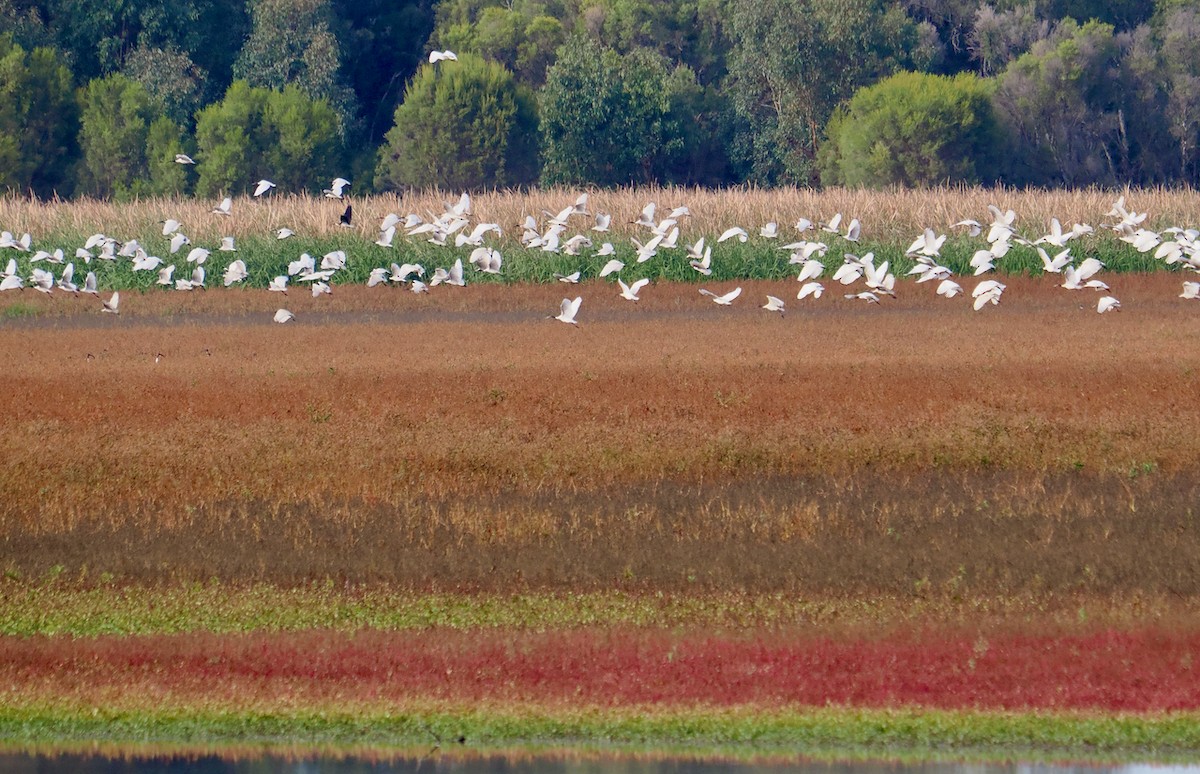 Australian Ibis - ML637138589