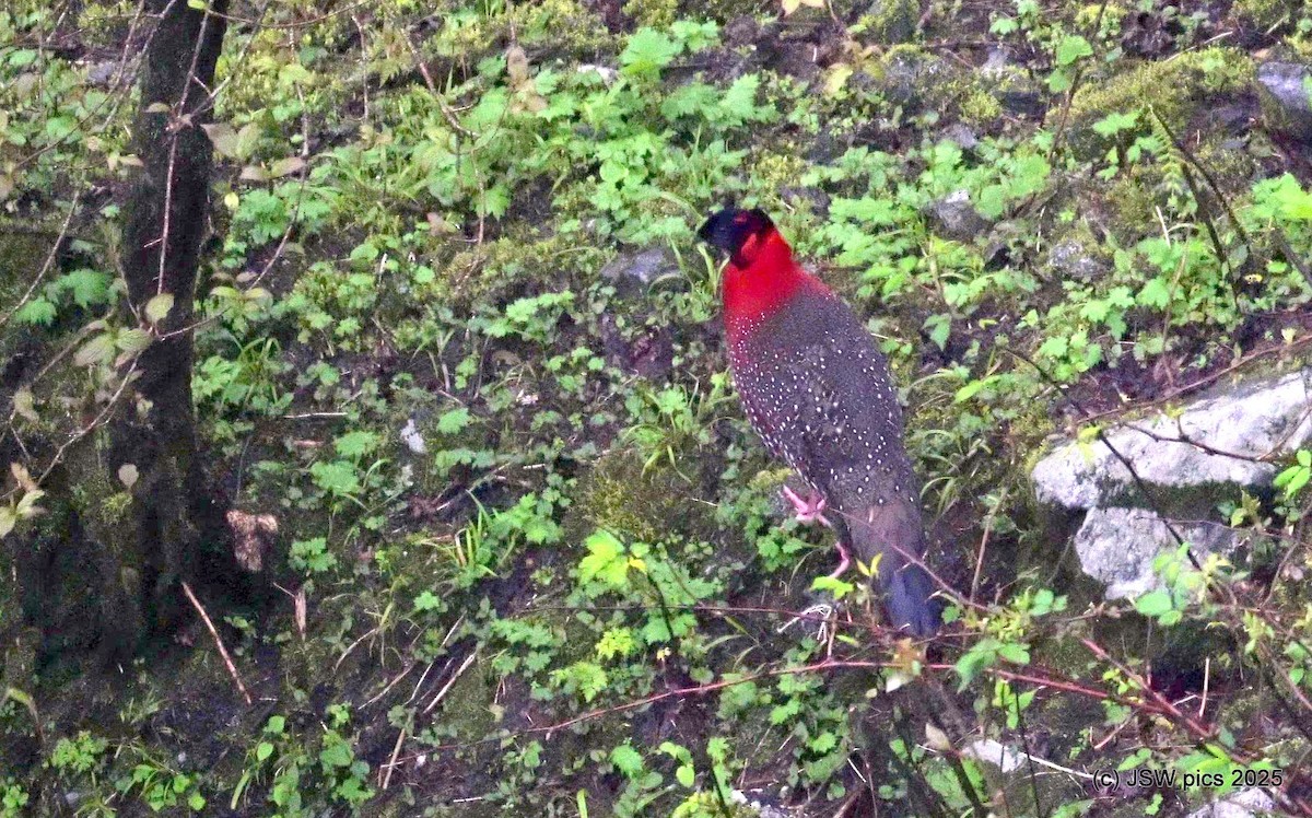 Satyr Tragopan - ML637138592