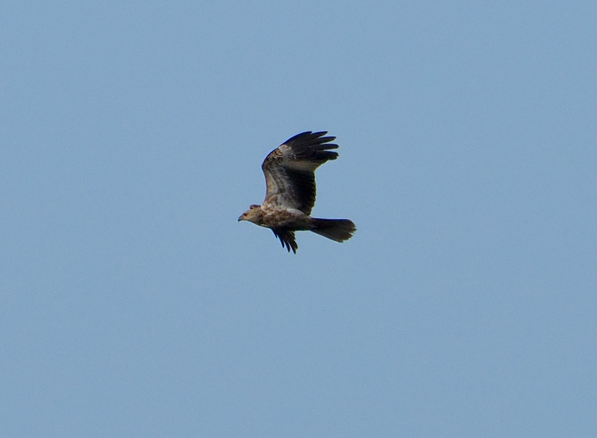 Whistling Kite - ML637138593