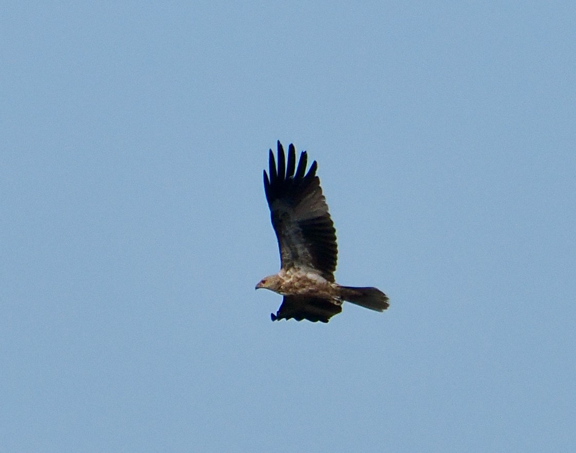 Whistling Kite - ML637138594